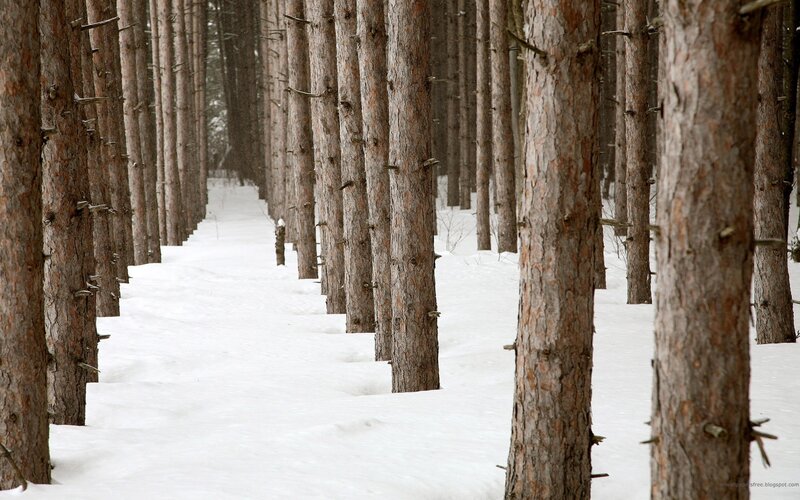 Snowy forest path
