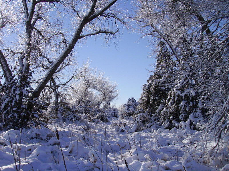 Snowy forest path