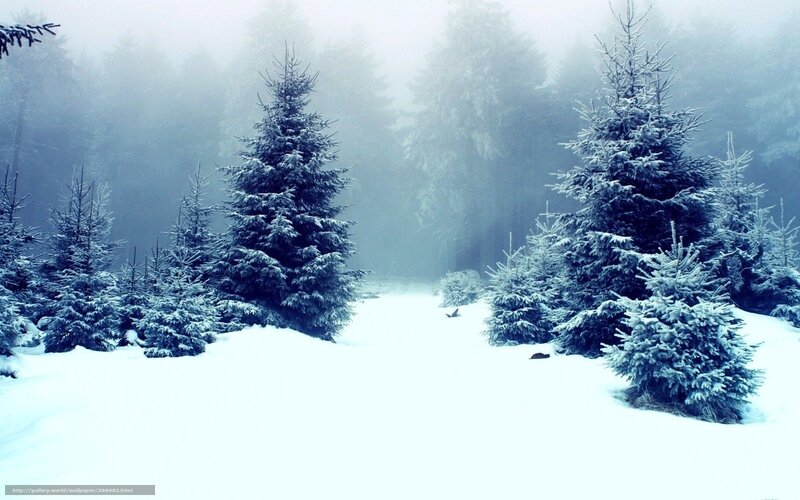 Snowy forest path
