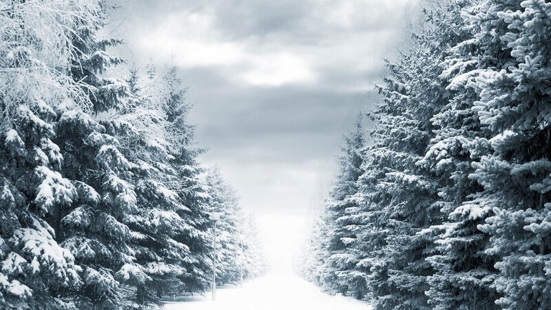 Snowy forest path