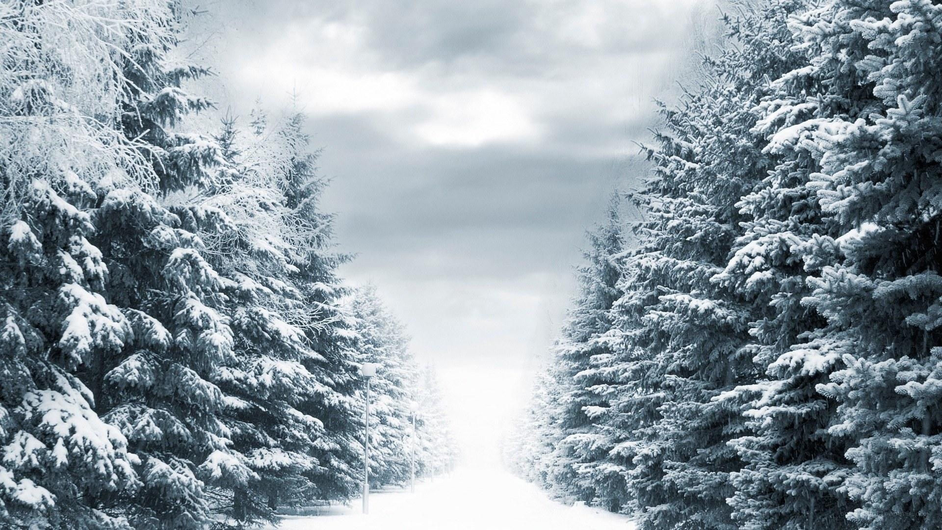 Snowy forest path