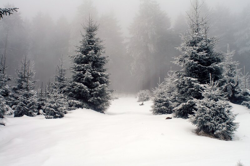 Snowy forest path