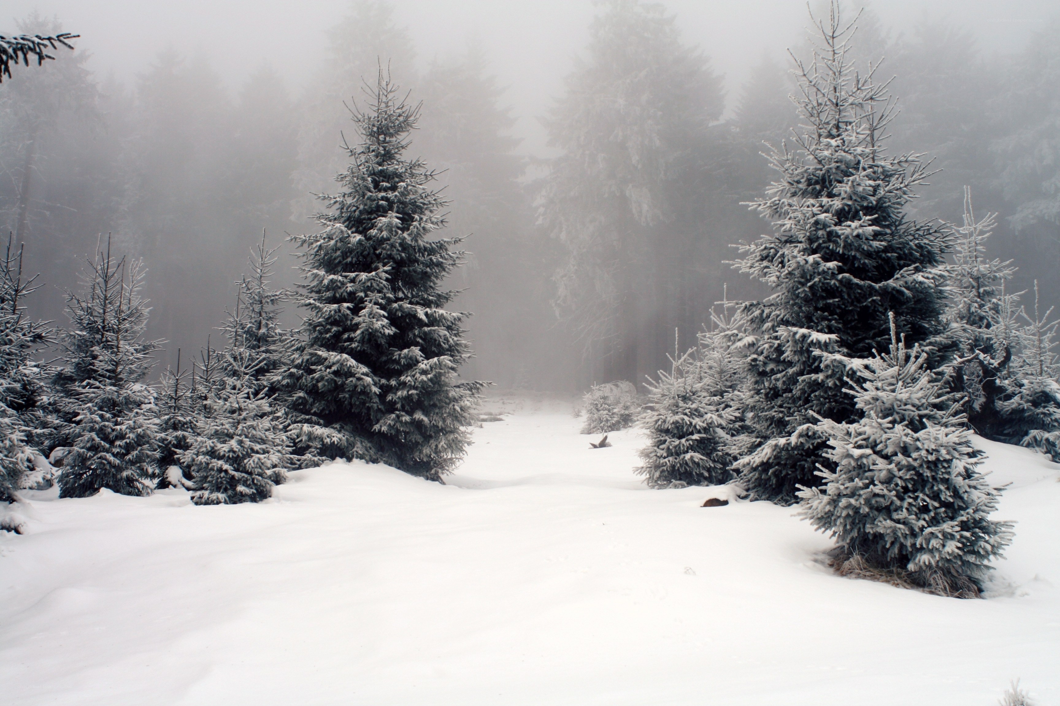 Snowy forest path