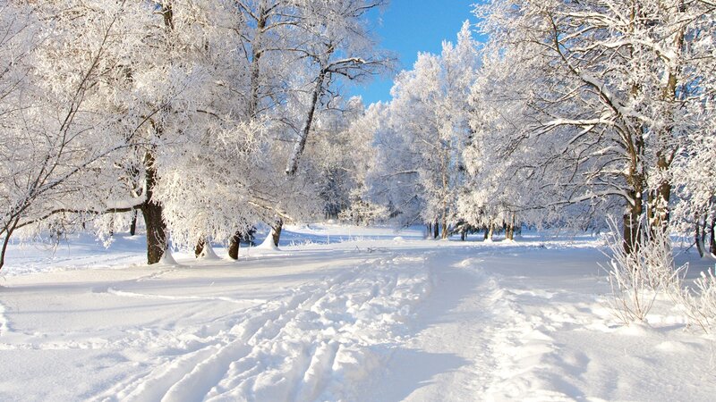 Snowy forest path