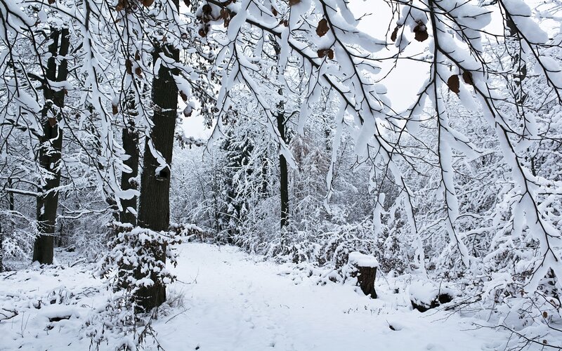 Snowy forest path