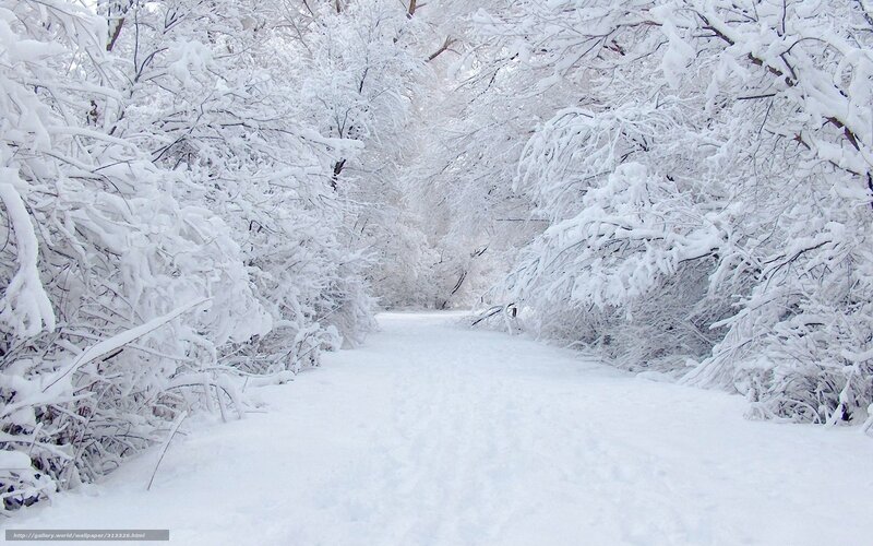 Snowy forest path