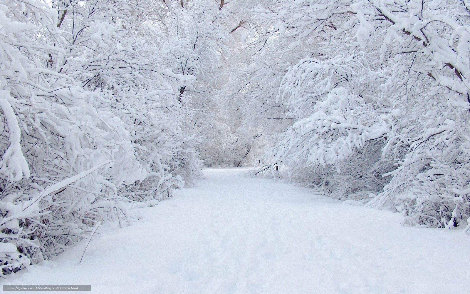 Snowy forest path
