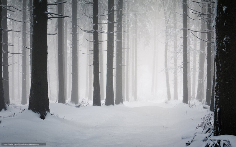 Snowy forest path