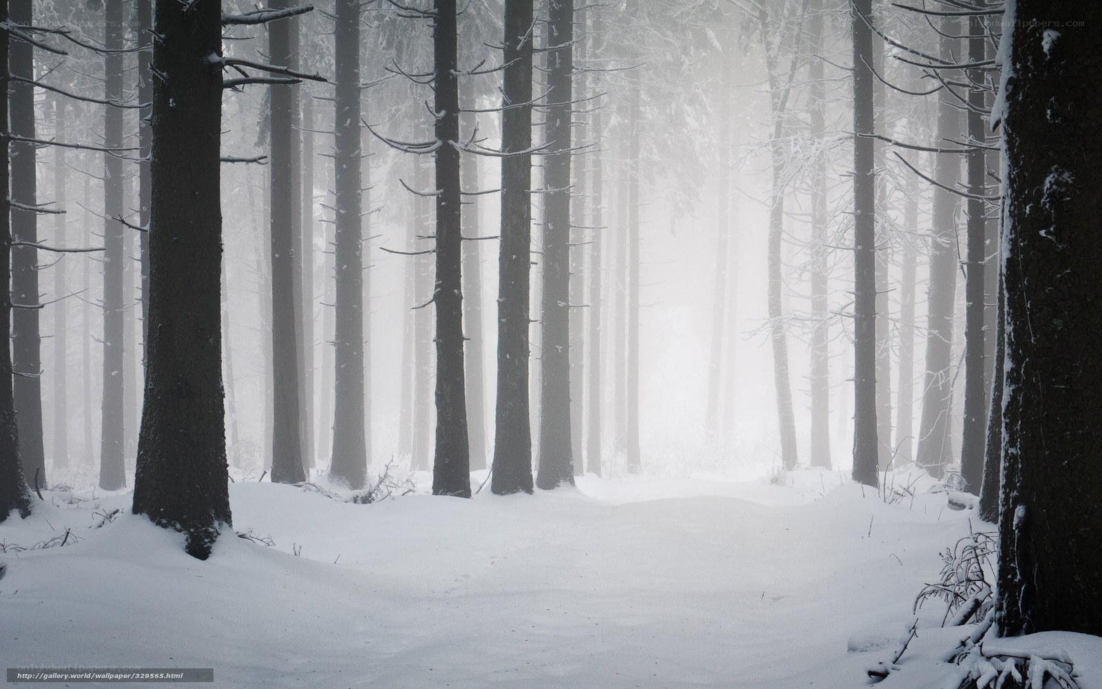 Snowy forest path