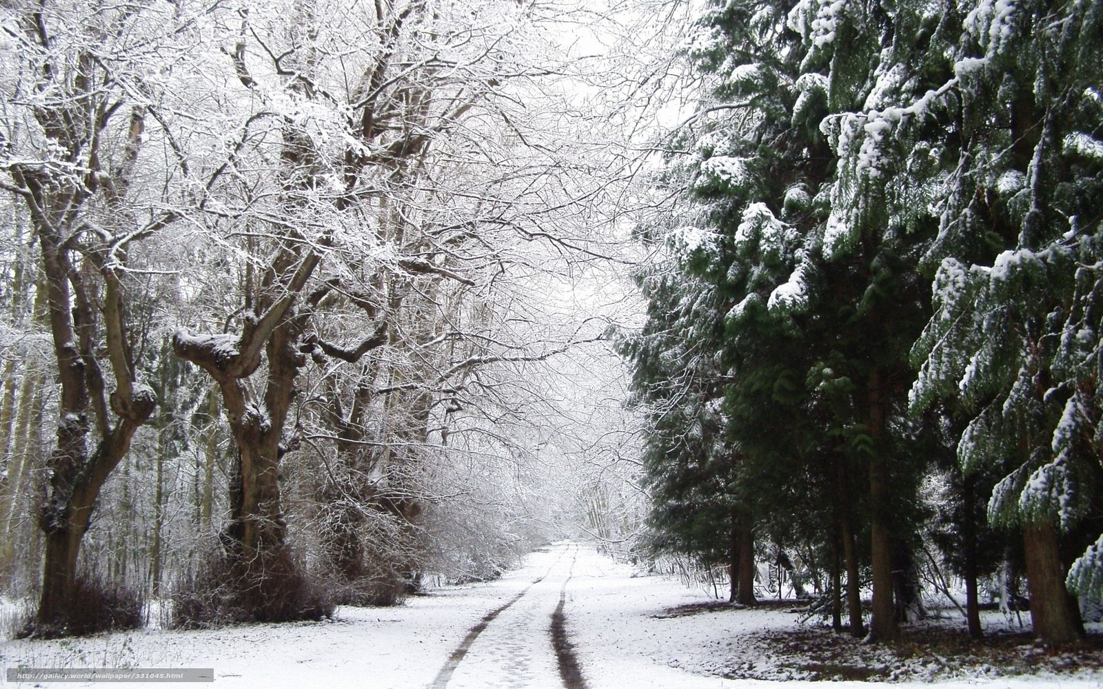 Snowy forest path