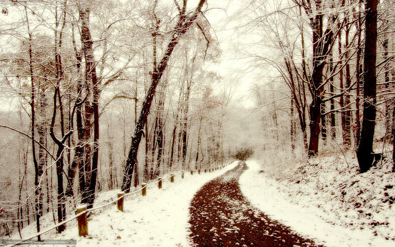 Snowy forest path