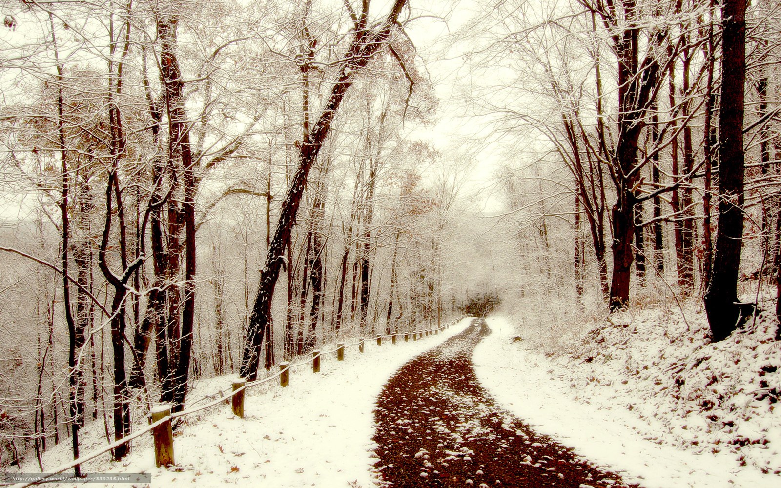 Snowy forest path