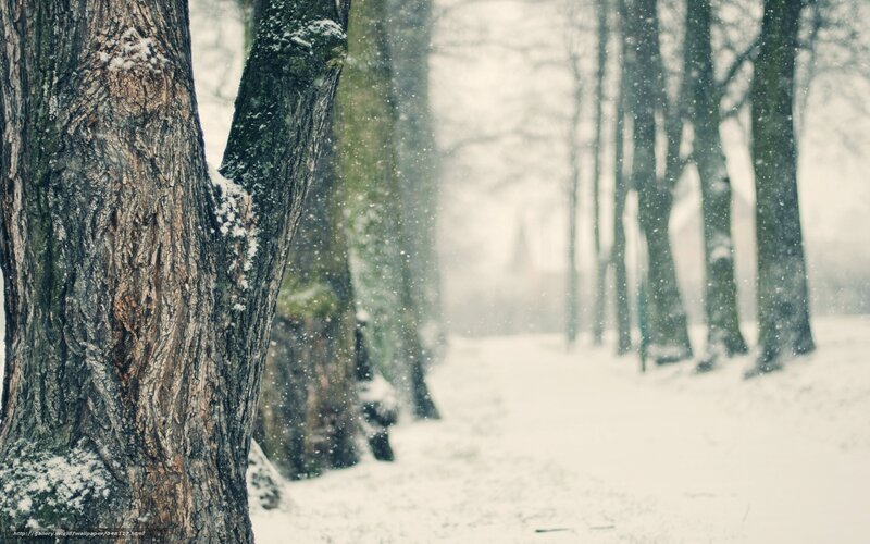 Snowy forest path
