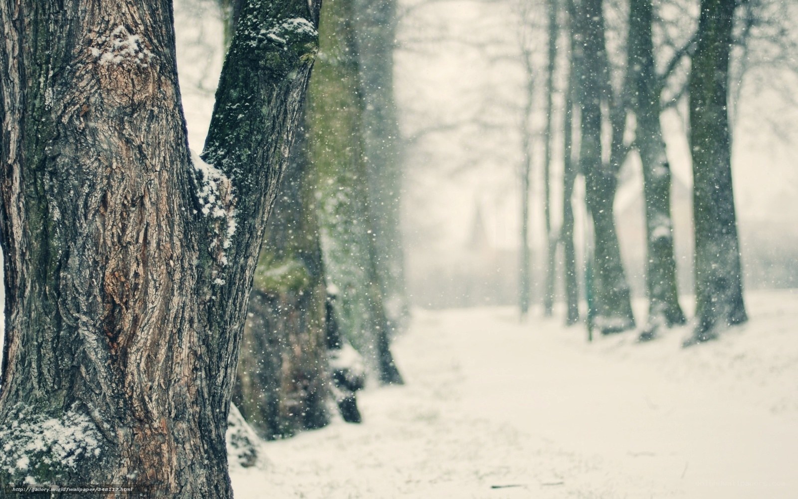 Snowy forest path