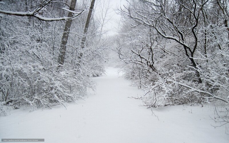 snowy forest path