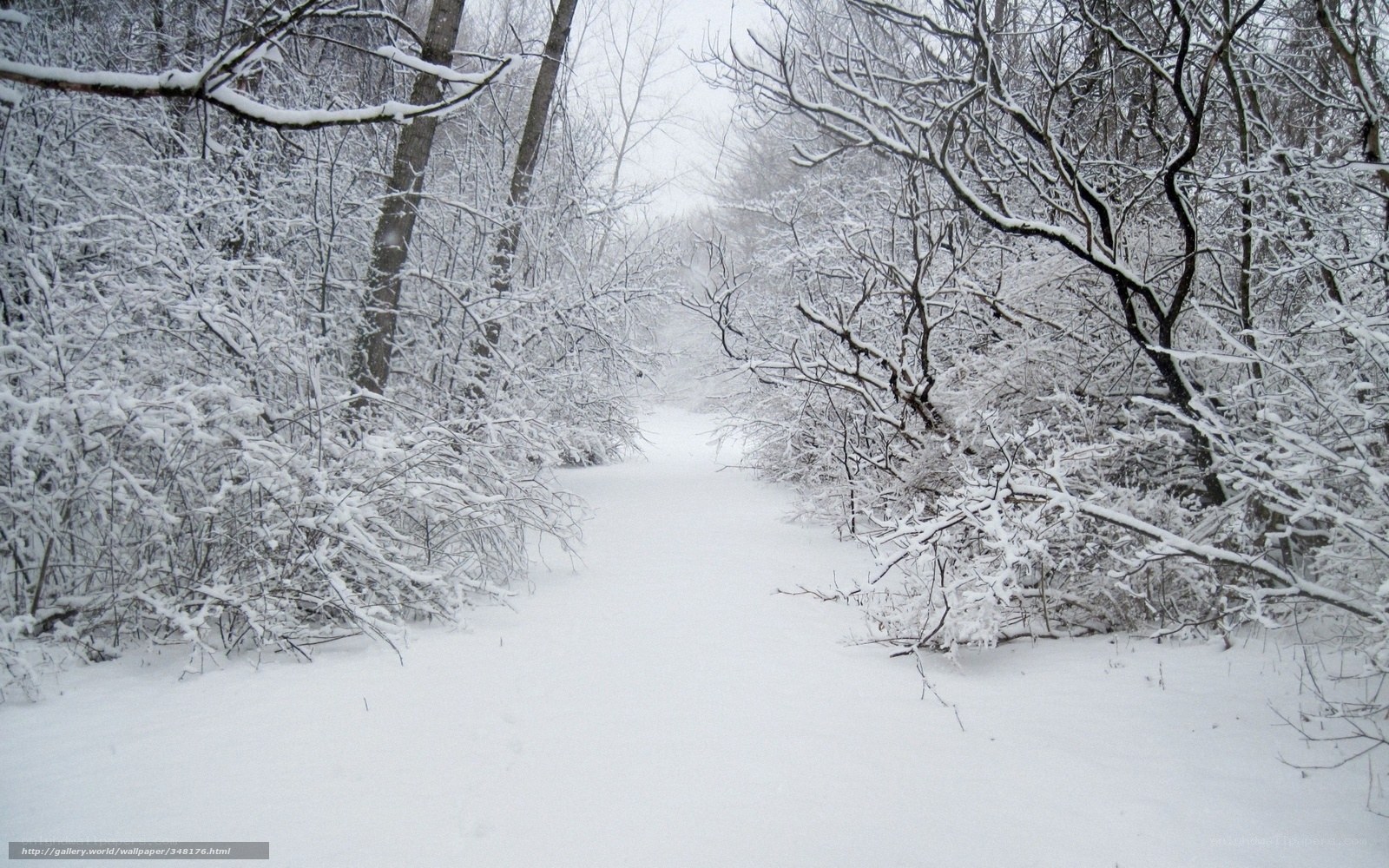 snowy forest path