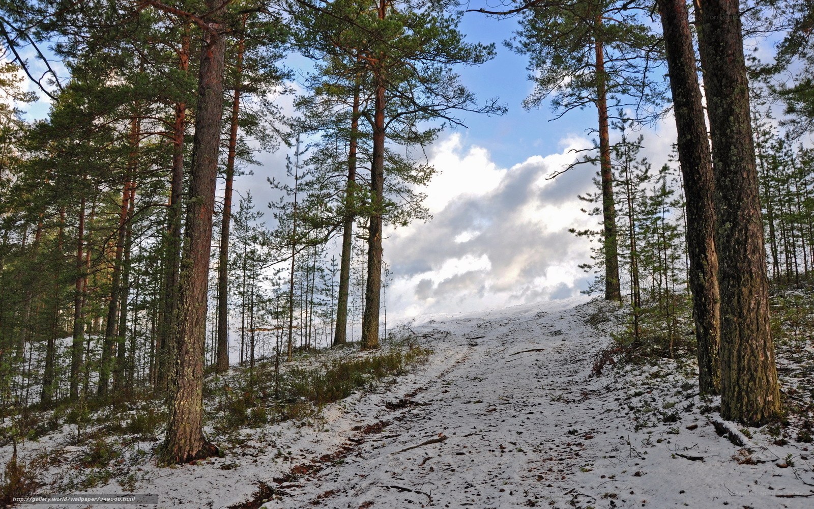 Snowy forest path
