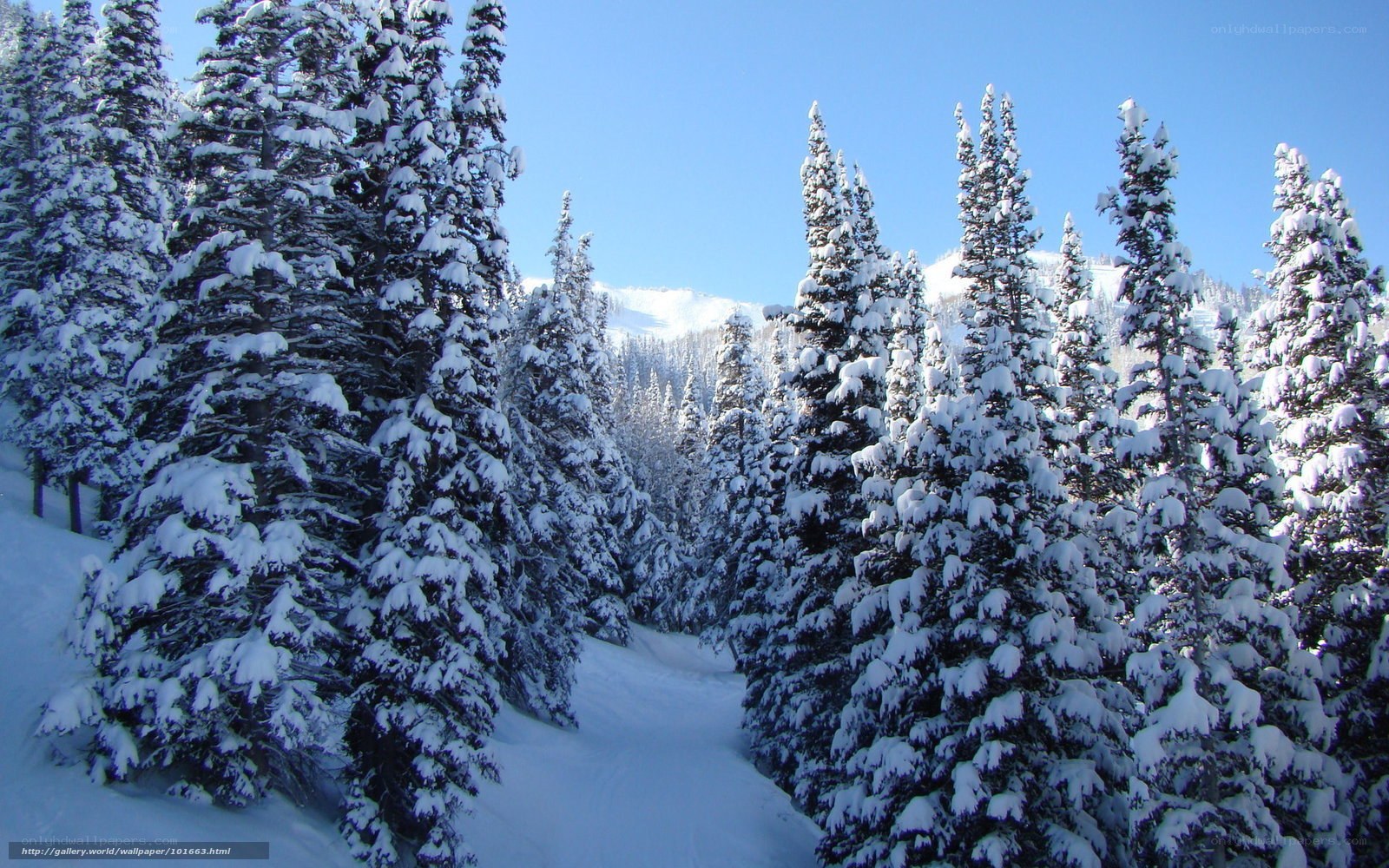 Snowy forest path