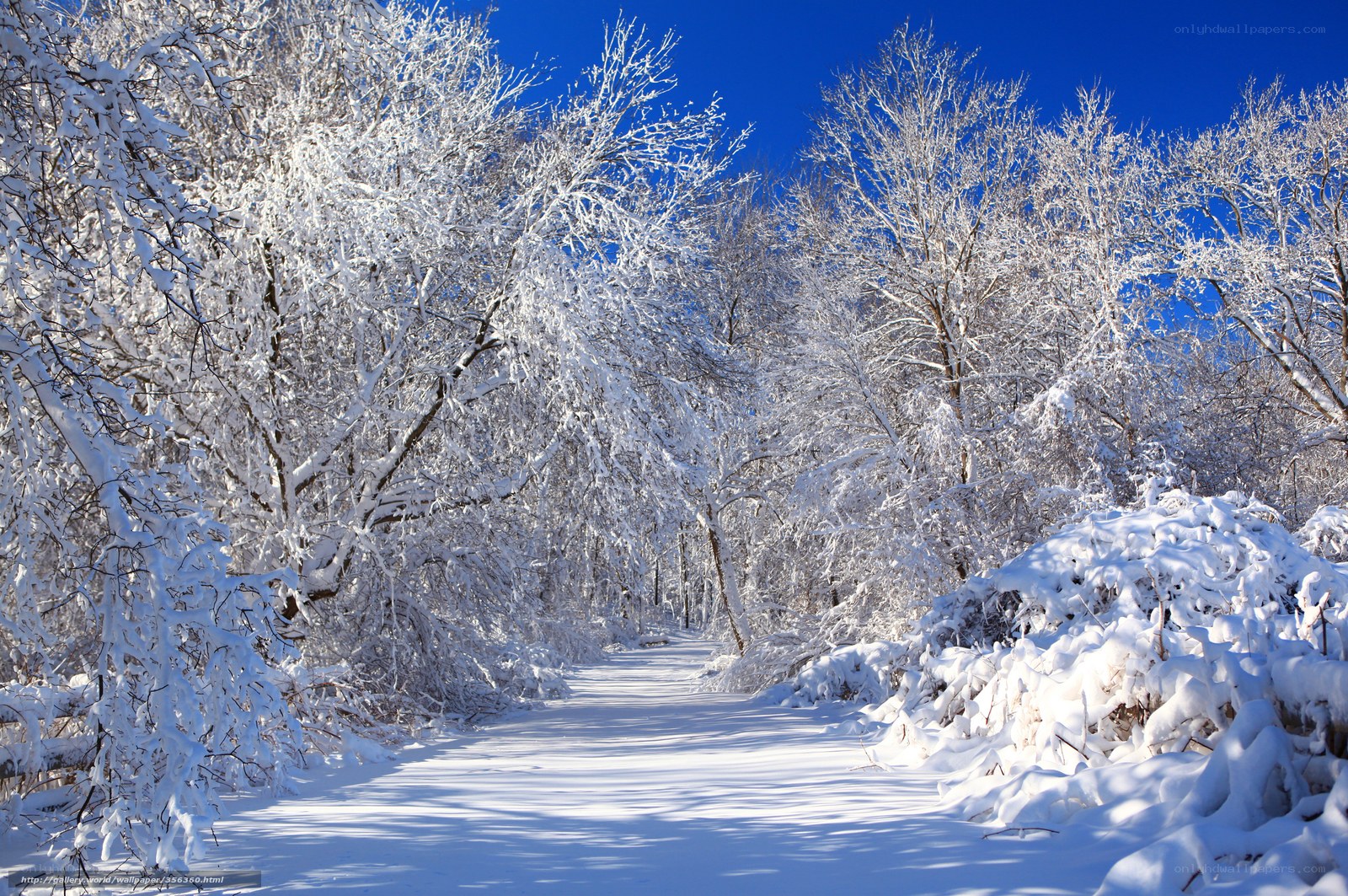 Snowy forest path