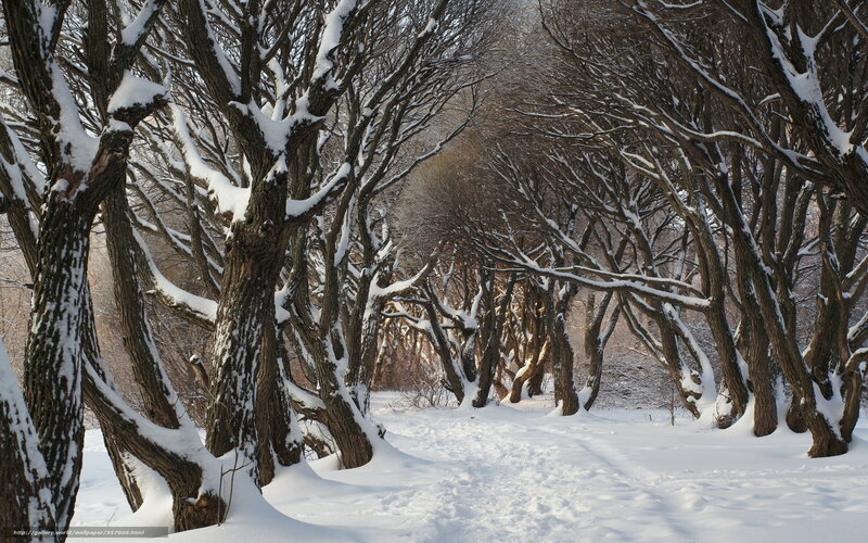 Snowy forest path