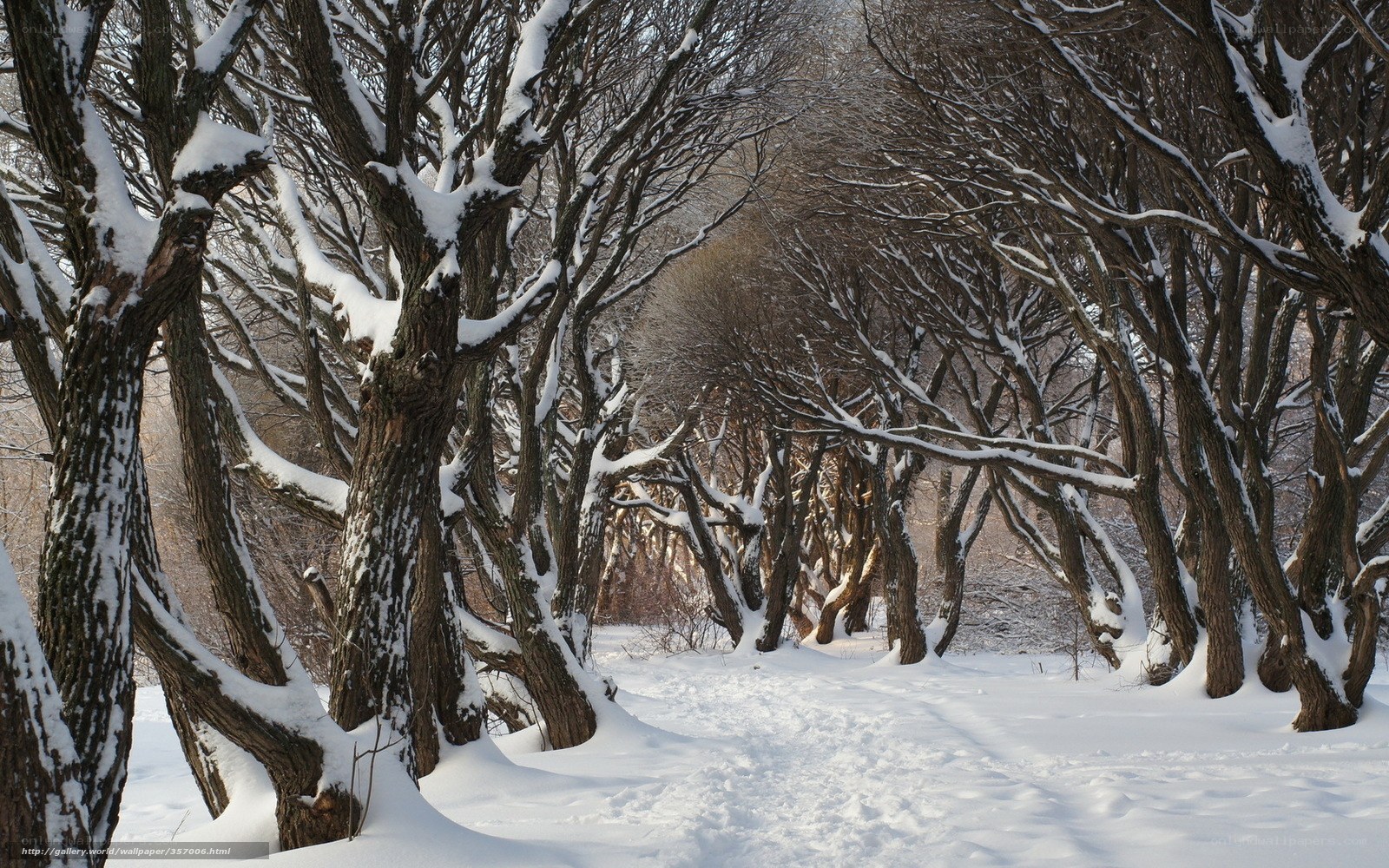 Snowy forest path