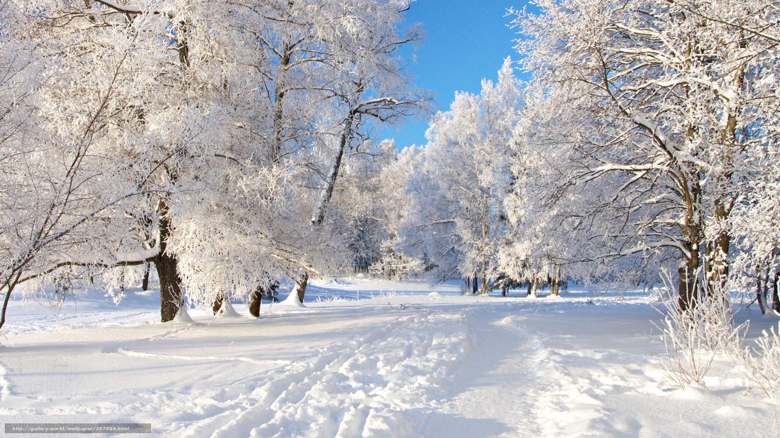 Snowy forest path