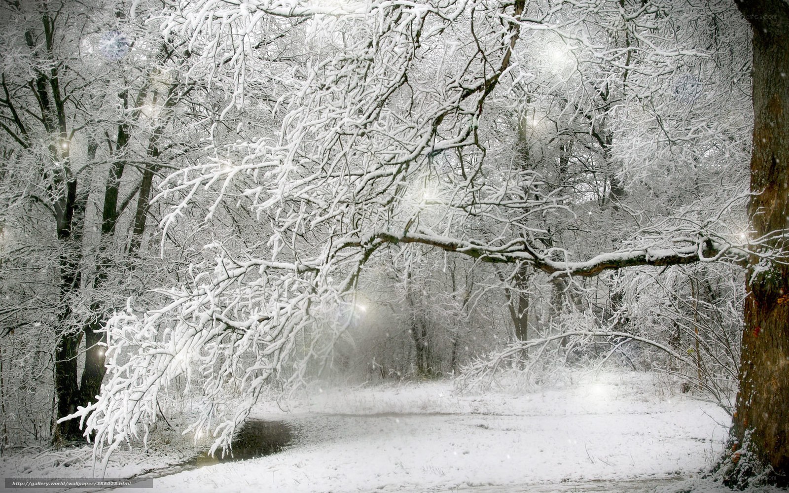 Snowy forest path