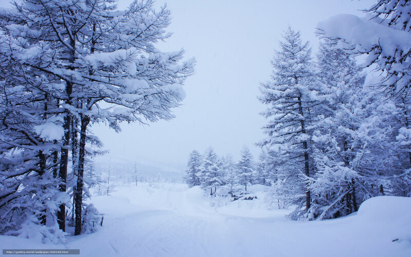 Snowy forest path