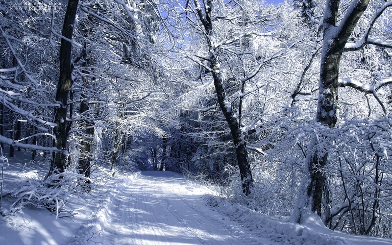 Snowy forest path