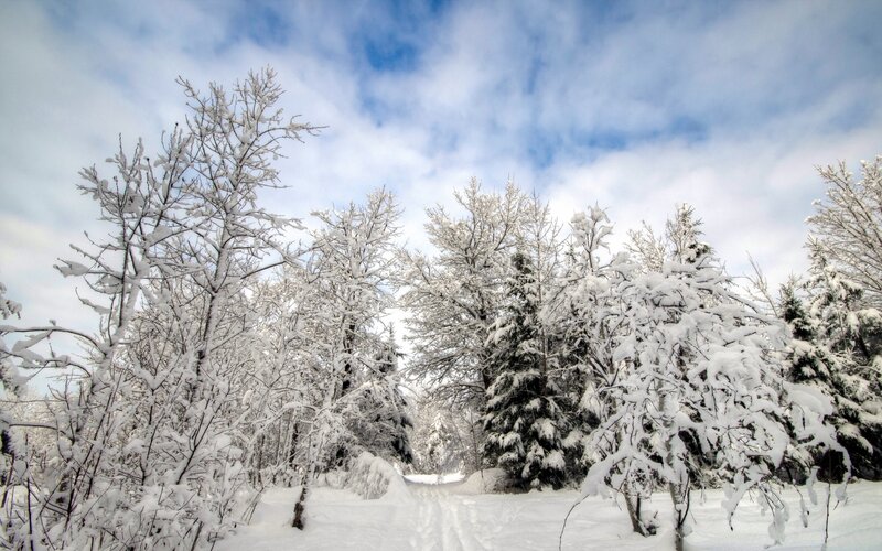 Snowy forest path
