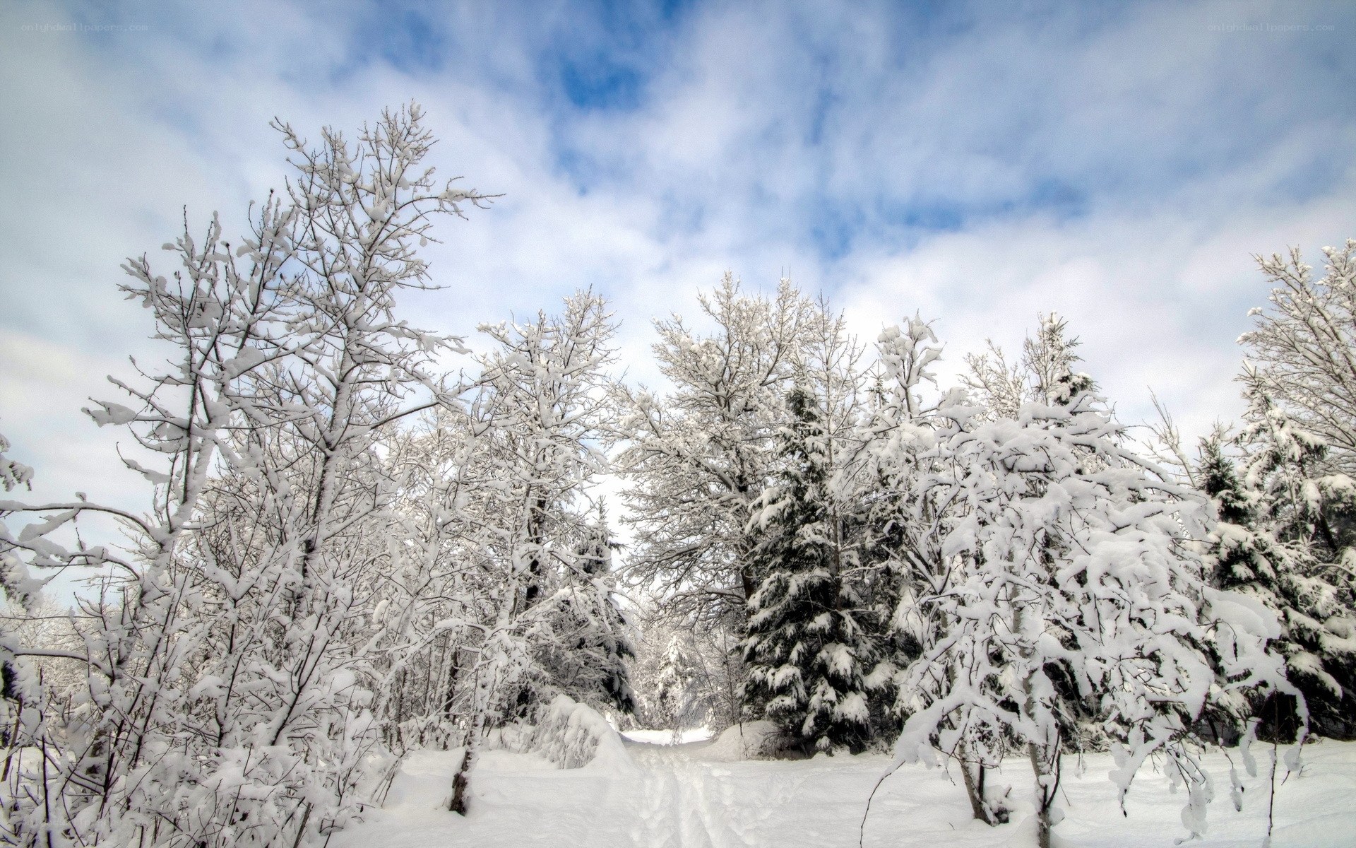 Snowy forest path