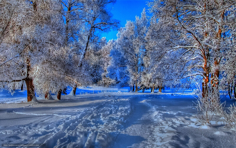 Snowy forest path