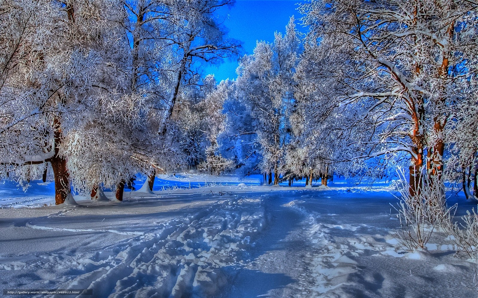 Snowy forest path