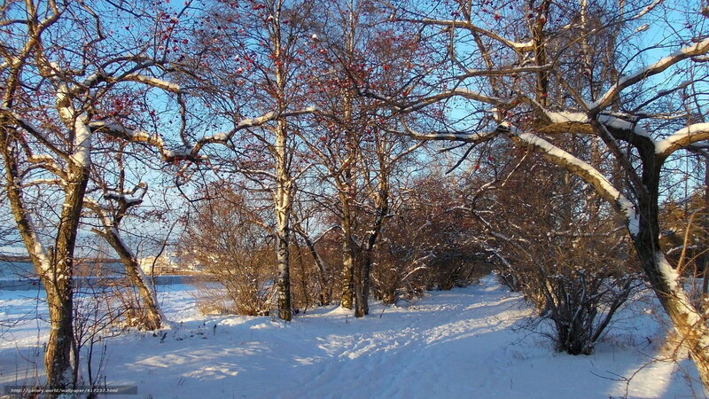 Snowy forest path