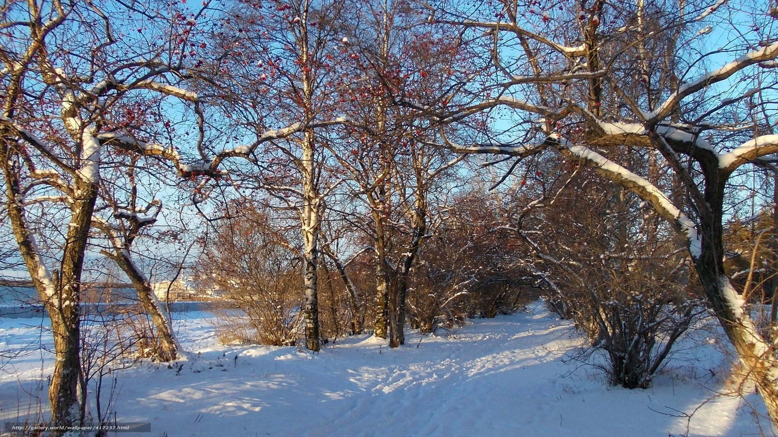 Snowy forest path