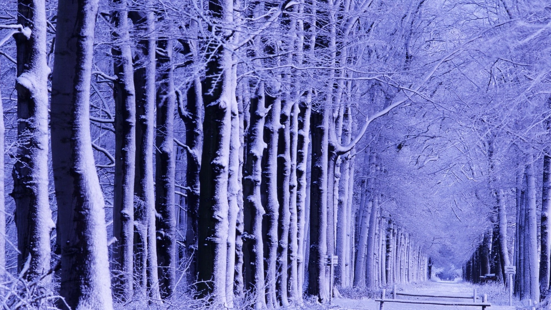 Snowy forest path