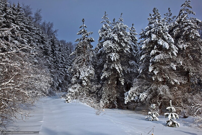 Snowy forest path