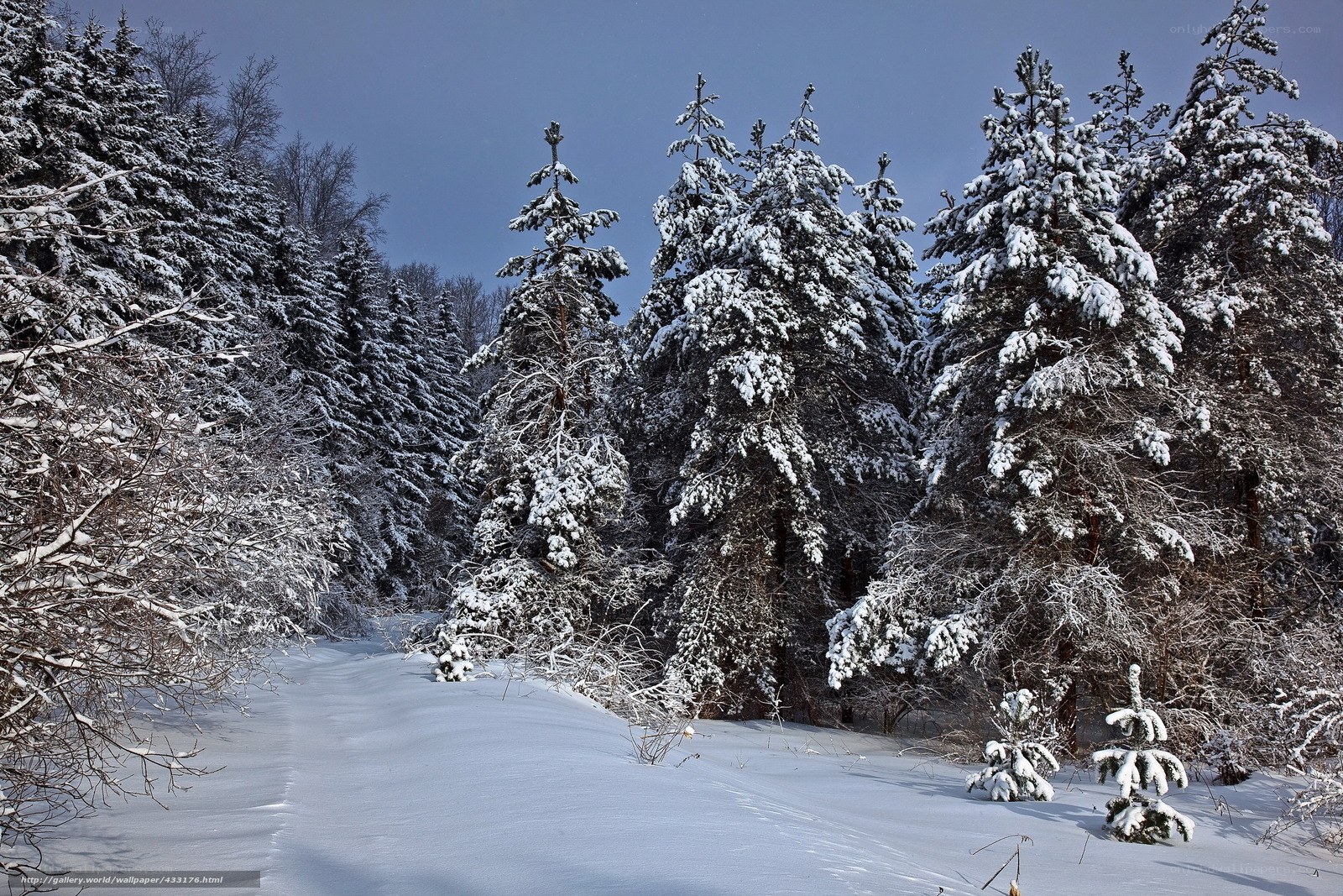 Snowy forest path
