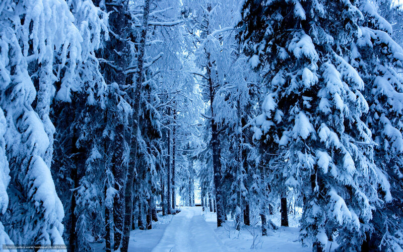 Snowy forest path