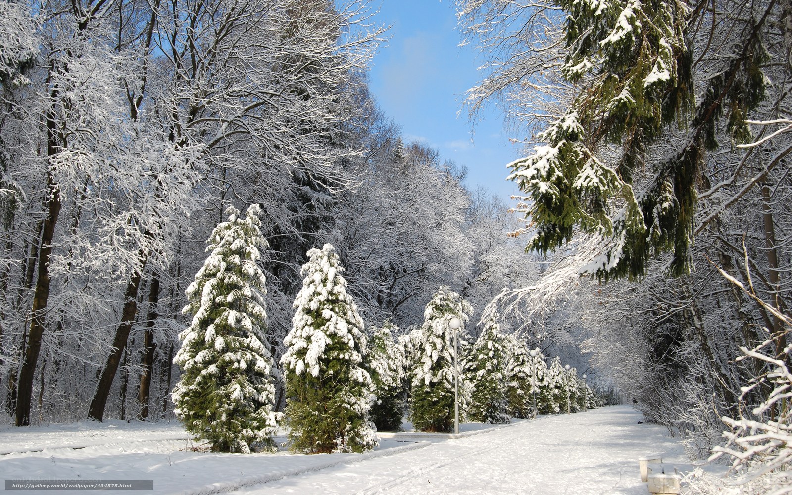 Snowy forest path