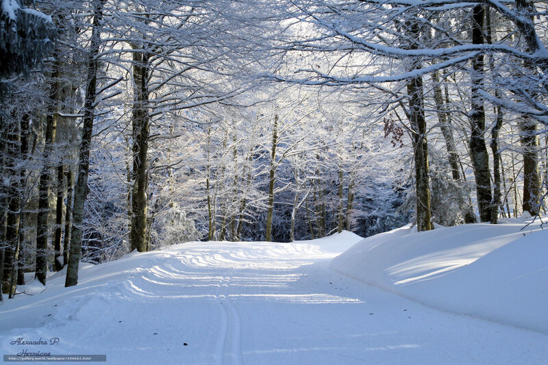 Snowy forest path