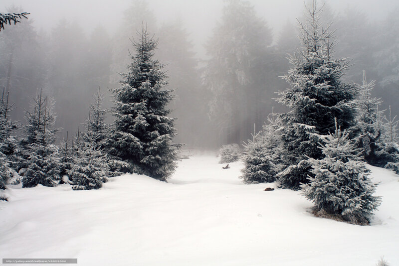Snowy forest path