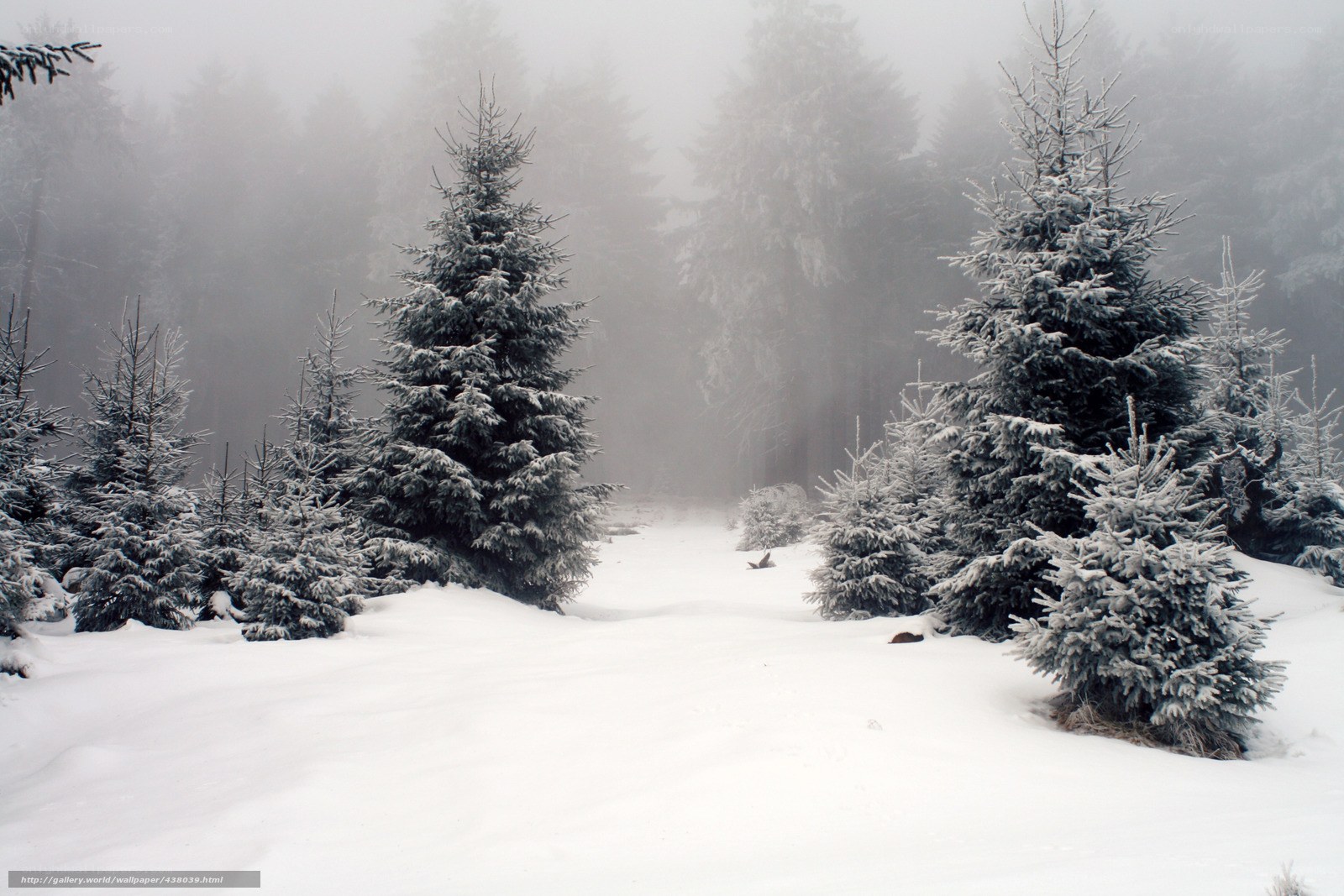 Snowy forest path