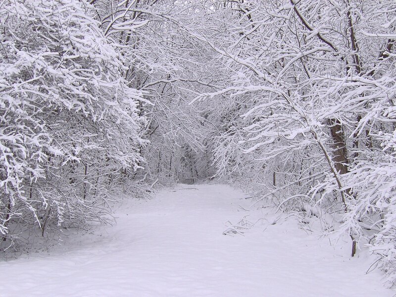 Snowy forest path