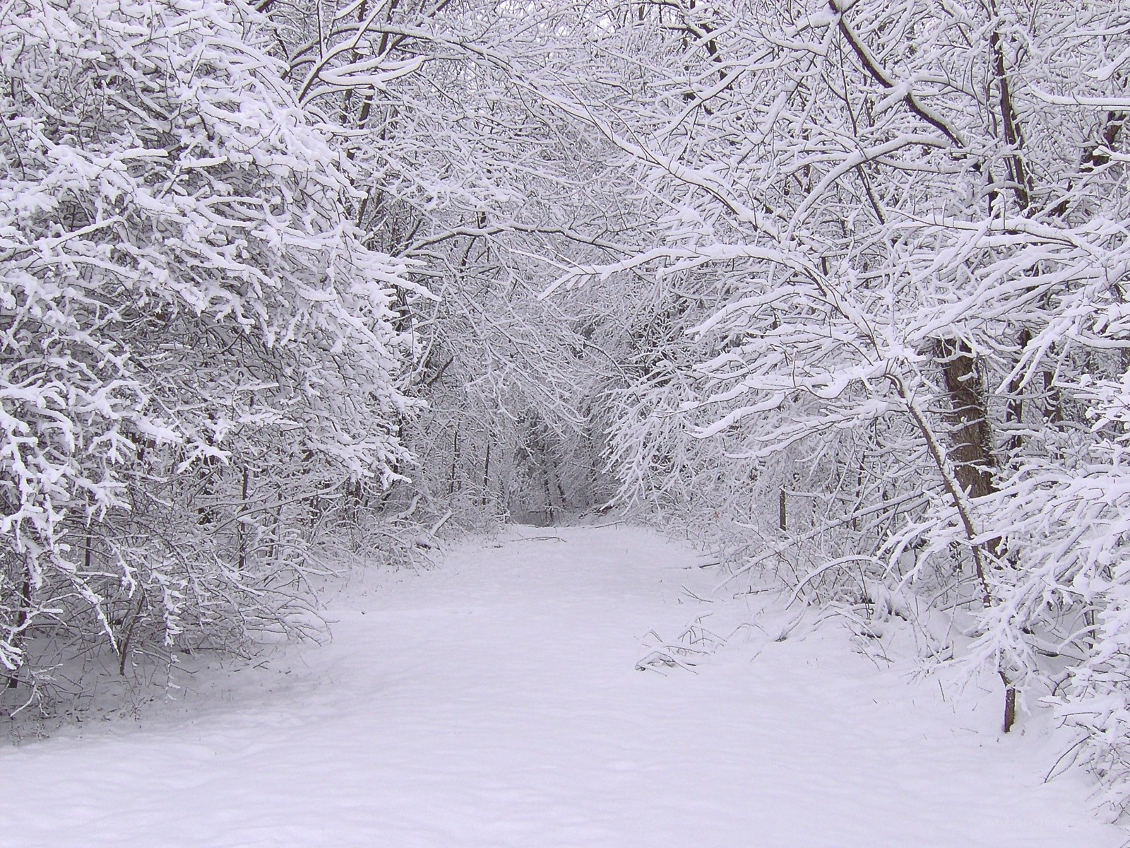 Snowy forest path