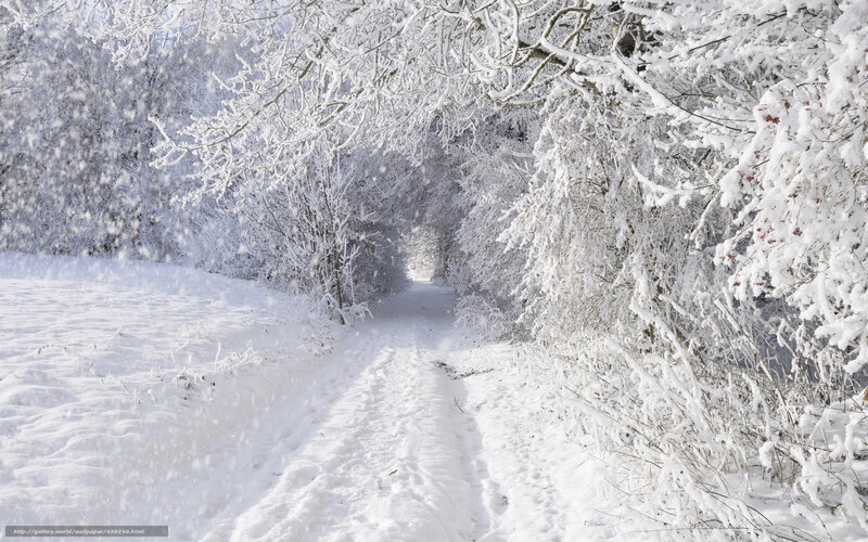 Snowy forest path