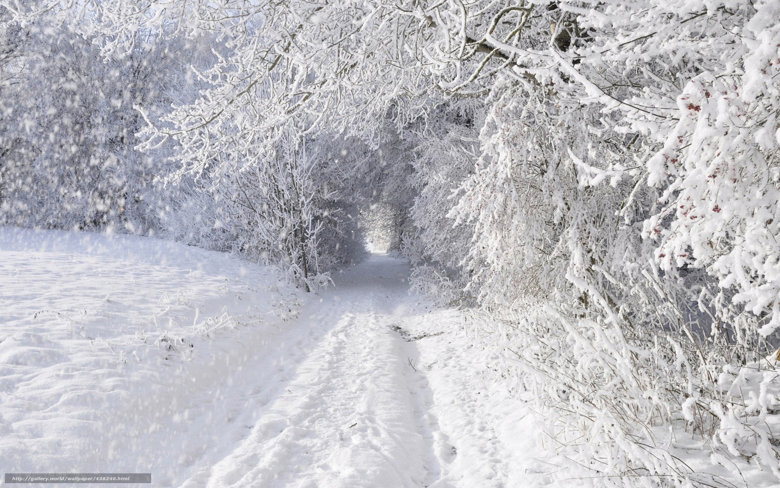 Snowy forest path