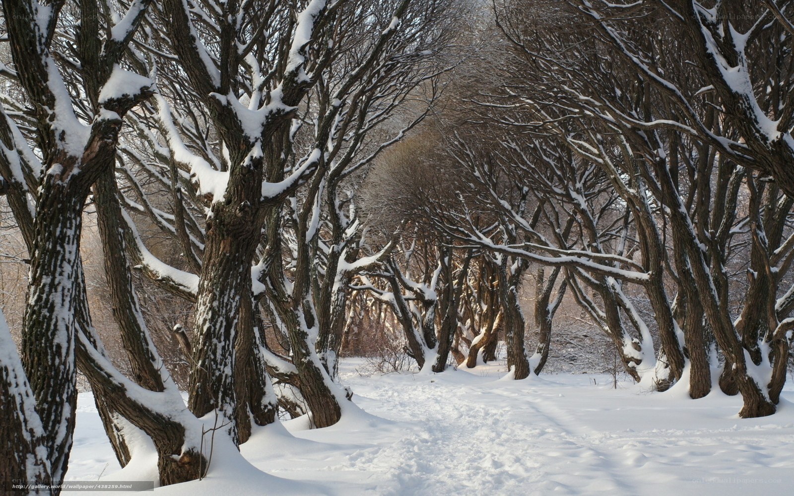 Snowy forest path