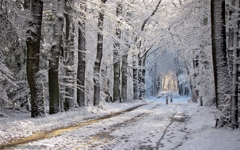 Snowy forest path
