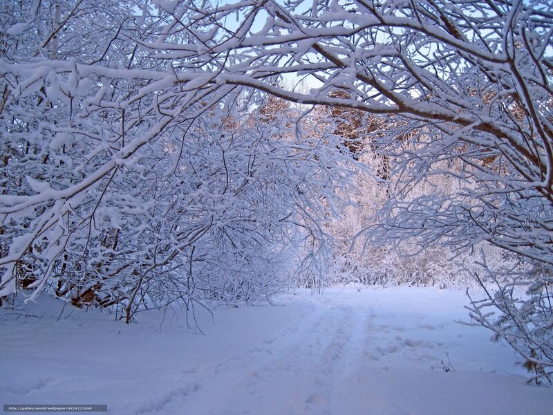 Snowy forest path